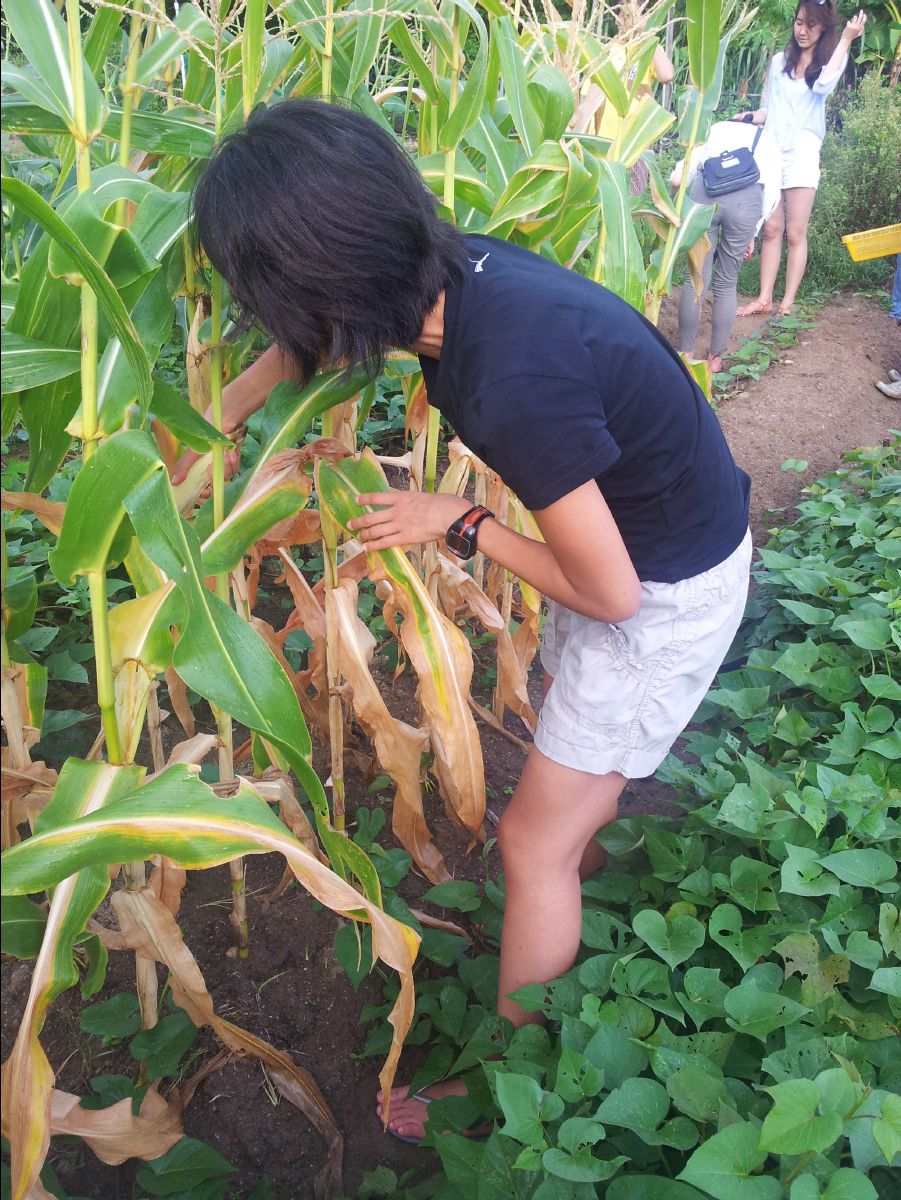 20100715Organic Farm12